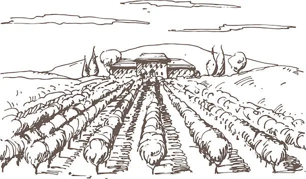 Vector illustration of Hand drawn illustration of a vineyard