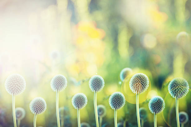 istock Brightening nature with their beauty 507065907