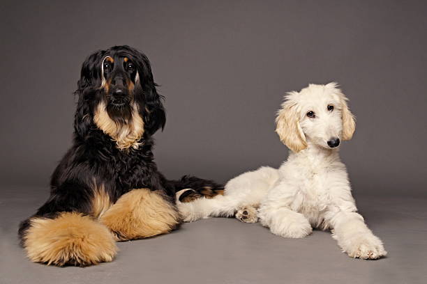 Afghan hound head shot, close up.