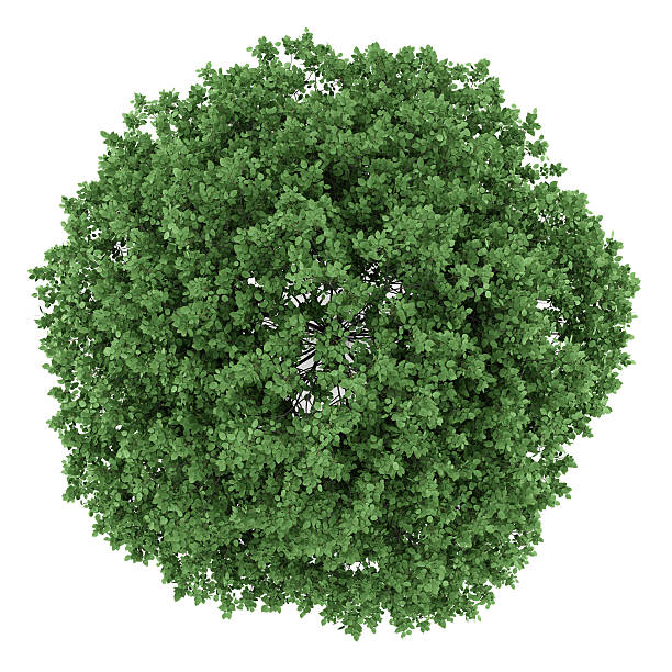 istock top view of common hornbeam tree isolated on white background 507066812