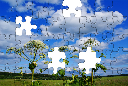 Summer rural puzzle landscape with Heracleum sosnowsky