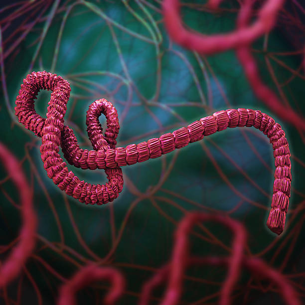 Ebola virus. Ebola virus 3d rendering ebola stock pictures, royalty-free photos & images