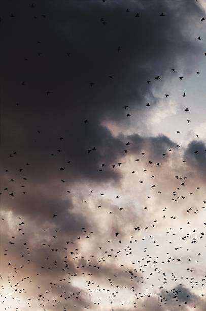 istock Flying birds against orange sunset. 507067218