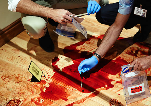 Blood sample collection Cropped shot of two detectives collecting evidence from a bloody crime scene floor evidence bag stock pictures, royalty-free photos & images