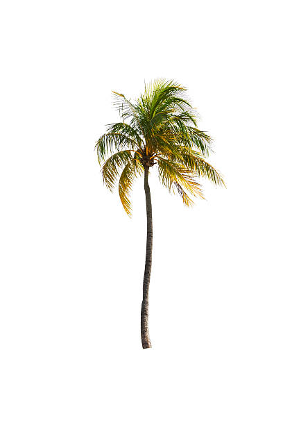 istock Coconut palm tree on white isolated background with clipping pat 507067526