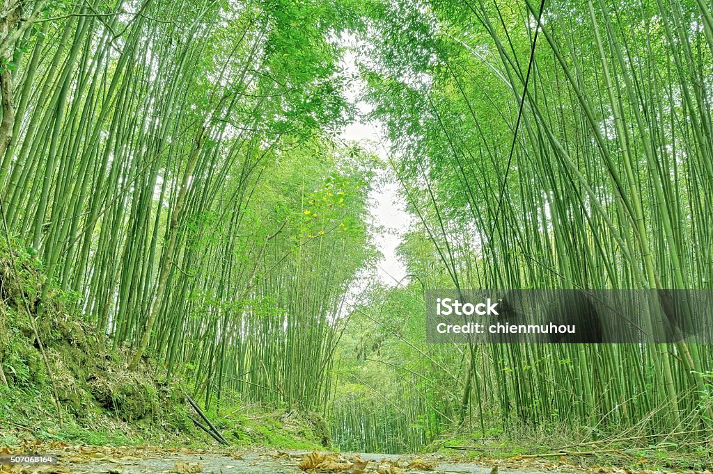 Bamboo Forest Bamboo forest in Hsinchu Taiwan Asia Stock Photo