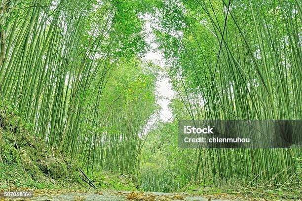 Bamboo Forest Stock Photo - Download Image Now - Asia, Botany, Bougainvillea