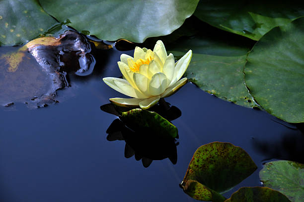 istock Blossom yellow waterlily flowers 507068260
