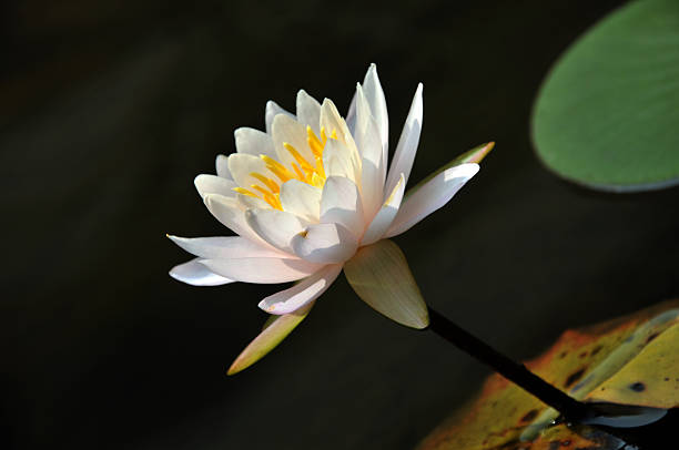 istock Beauty in nature 507068710