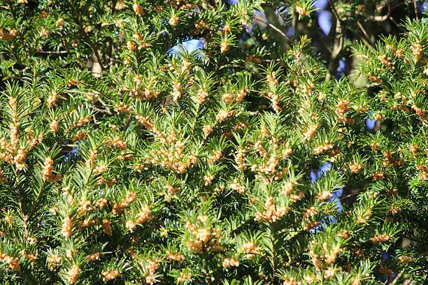 Photo showing the green needles and flowers on a neatly clipped common yew tree hedge (Latin name: taxus baccata).