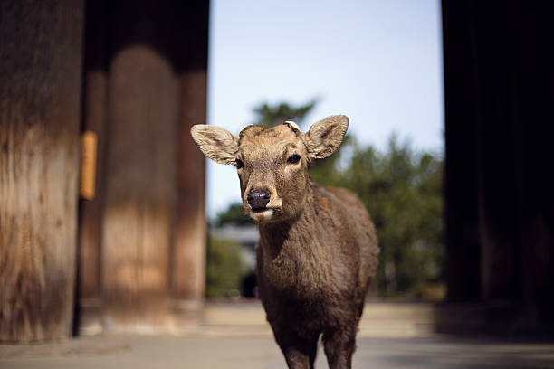 Deer in Nara stock photo