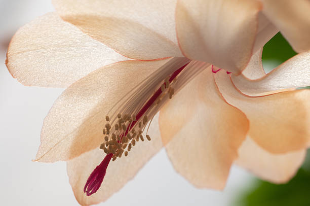 istock Christmas cactus flower 507071238