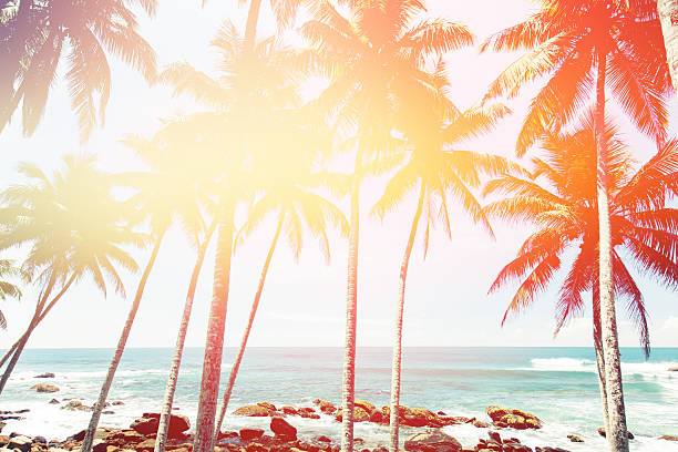 Coconut trees and turquoise Indian Ocean colorful toned. Shot taken with Canon 5D mk III near the Dondra lighthouse, Sri Lanka.
