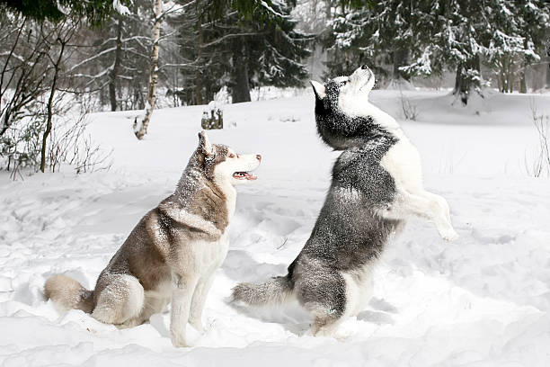 istock husky standing on its hind legs. snow. winter. 507072790