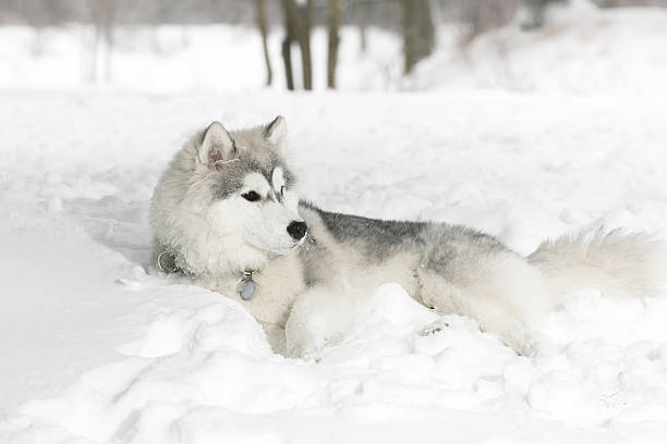 istock The husky puppy laying in snow. 507073040