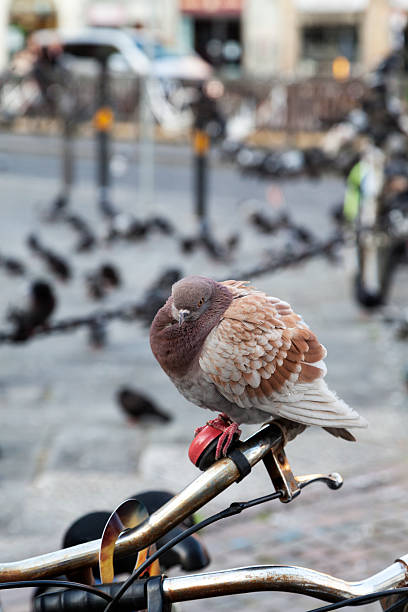 istock single pigeon sitting on a red bicycle bell 507074388