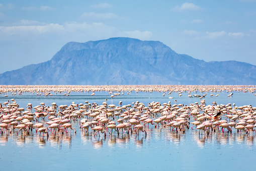 Lesser flamingos feed on Lake Natron with Shompole volcano (situated on the border of Kenya and Tanzania) in the distance at the northern end of the lake. Lesser Flamingo (Phoeniconaias Minor) in Lake Natron - Tanzania. Lake Natron is the only regular breeding area in East Africa for the 2.5 million Lesser Flamingoes. Lake Natron is a salt lake located in northern Tanzania, close to the Kenyan border, in the eastern branch of the East African Rift. Lake Natron in northern Tanzania is one of the most alkaline of the Rift system.As its waters evaporate in the intense heat, sodium sesquicarbonate, known as trona or natron, solidifies to resemble giant coral heads in brightly coloured water. 