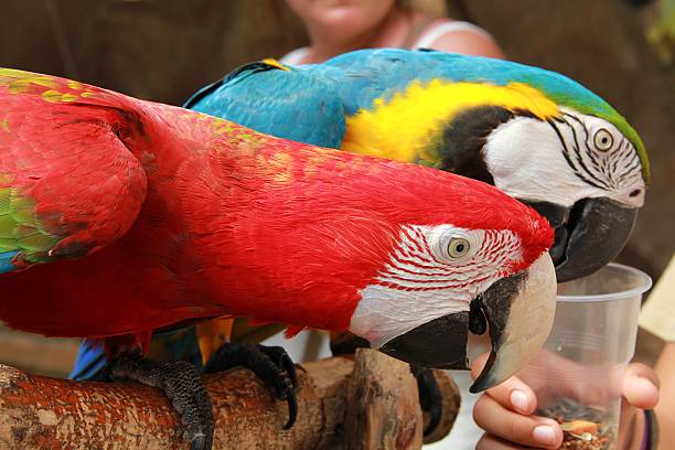 istock colorful parrot cockatoo 507076212