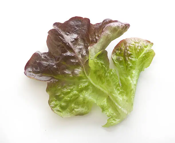 Isolated leaf of oakleaf lettuce on the white background