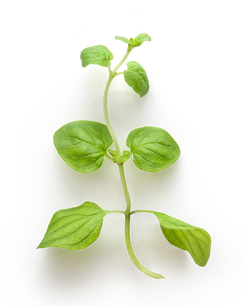 istock Branch of oregano 507077880