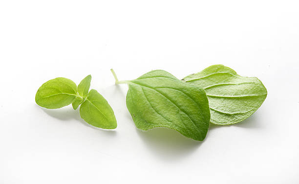 istock Leaves of oregano 507078256