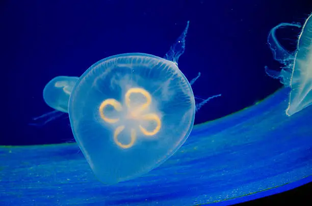 undewater jellyfish swimming in water