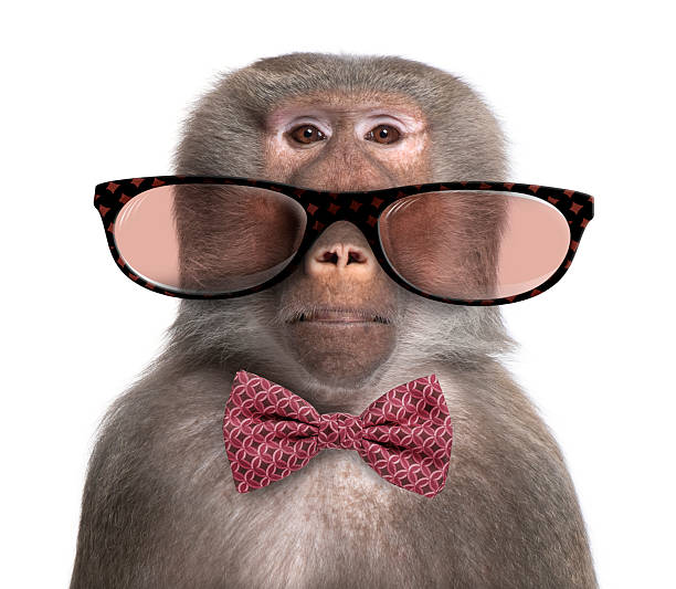 Baboon wearing glasses and a bow tie in front of a white background