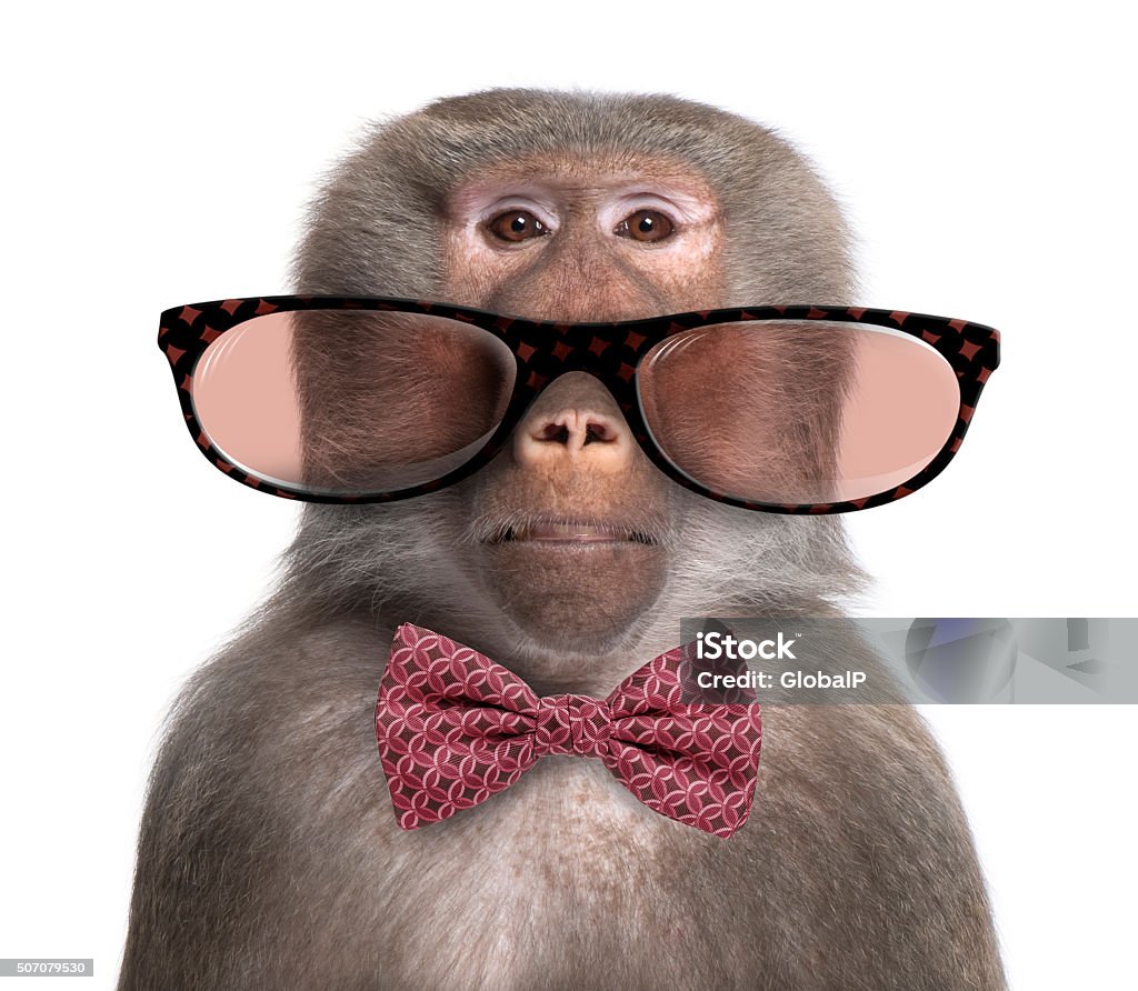 Bộ sưu tập ảnh khỉ đeo kính với nhiều mẫu thiết kế độc đáo