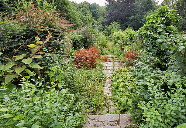 Abandoned garden with crazy green foliage