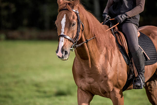 istock Woman riding horse 507079832