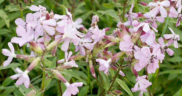 Soapwort Department (Saponaria officinalis) Medium to tall, generally hairless perennial, with stout runners. Leaves oval, 3-veined. Flowers flesh-pink, 25-38mm, in dense branched clusters. millingerwaard stock pictures, royalty-free photos & images
