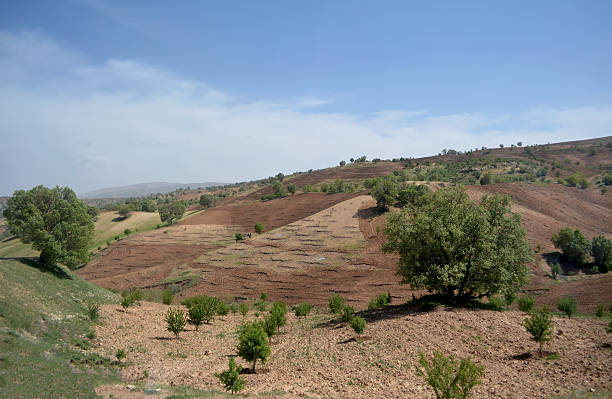 istock Iran, Shiraz vineyards 507083928