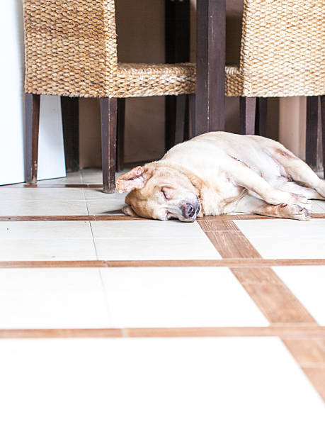 istock Dog sleeping in spa - golden retriever 507087701