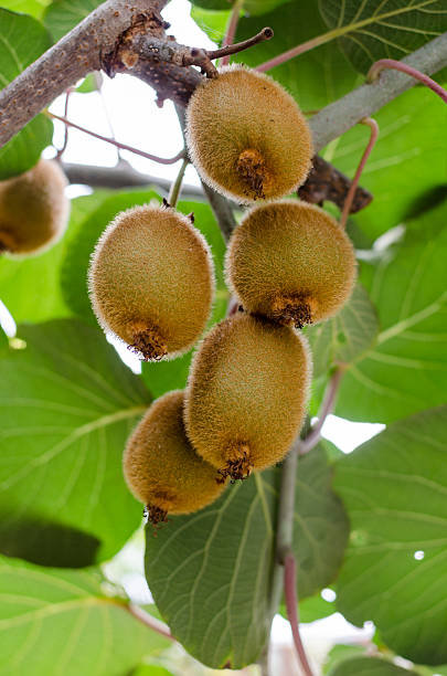 istock Cluster of ripe kiwi fruit on the branch. 507091003