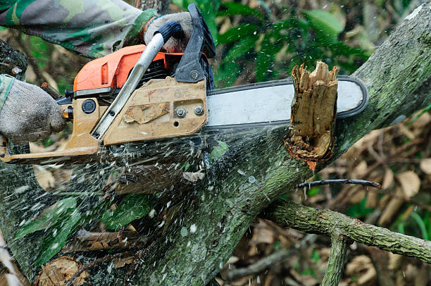 istock The saw cutting the wood 507091121