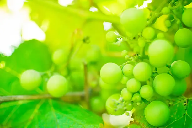 Closeup of a branch of grape vine with grapes cluster