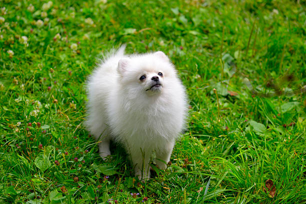 istock Small white puppy standing on grass outside 507091489
