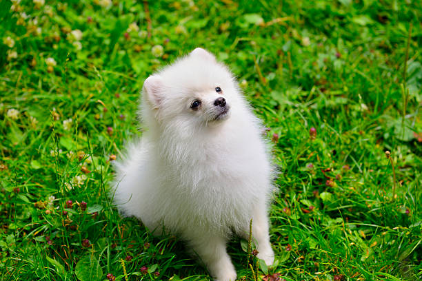 istock Small white puppy sitting on grass outside 507091491
