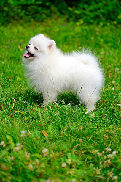 istock Small white puppy standing on grass outside 507091495