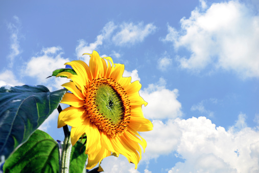 Sunflower is a genus of plants