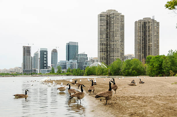 istock canada goose and city 507092793