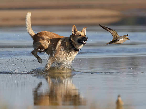 Dog and plover Hunting dog running for rise golden plover wader bird stock pictures, royalty-free photos & images