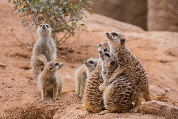 istock Group of meerkats 507093911