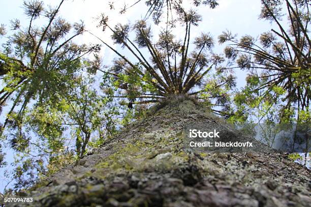 Araucaria Angustifolia Stock Photo - Download Image Now - Blue, Brazil, Coniferous Tree