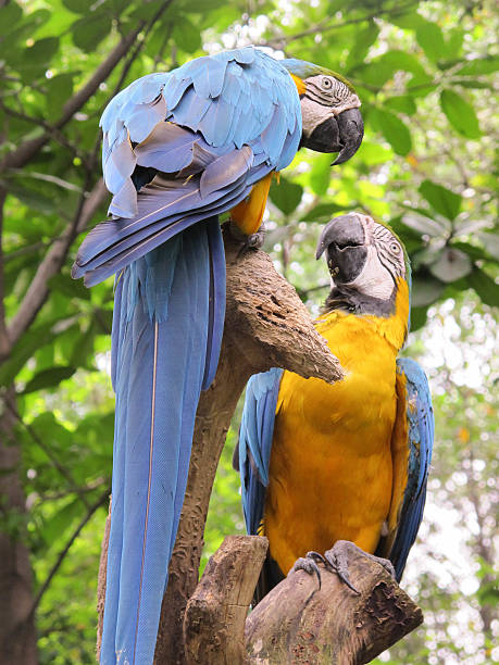 ペアのブルーとイエロー macaws - gold and blue macaw ストックフォトと画像