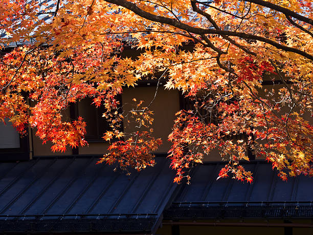 istock backlit golden autumn foliage 507106028