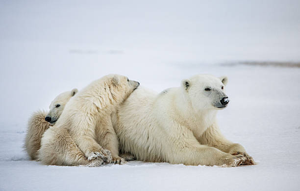 ela-urso polar com filhotes. - arctic manitoba churchill manitoba canada - fotografias e filmes do acervo