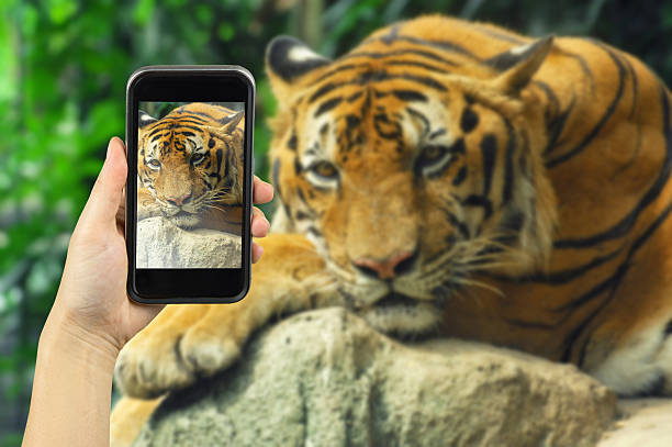 istock Taking photo on smart phone concept. 507110268