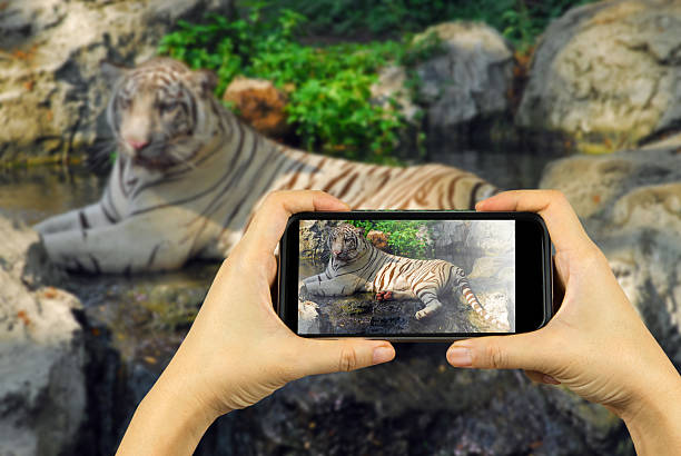 Taking photo on smart phone concept.