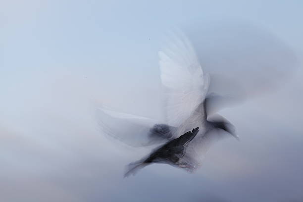 companhia aérea pigeon - vestigial wing - fotografias e filmes do acervo